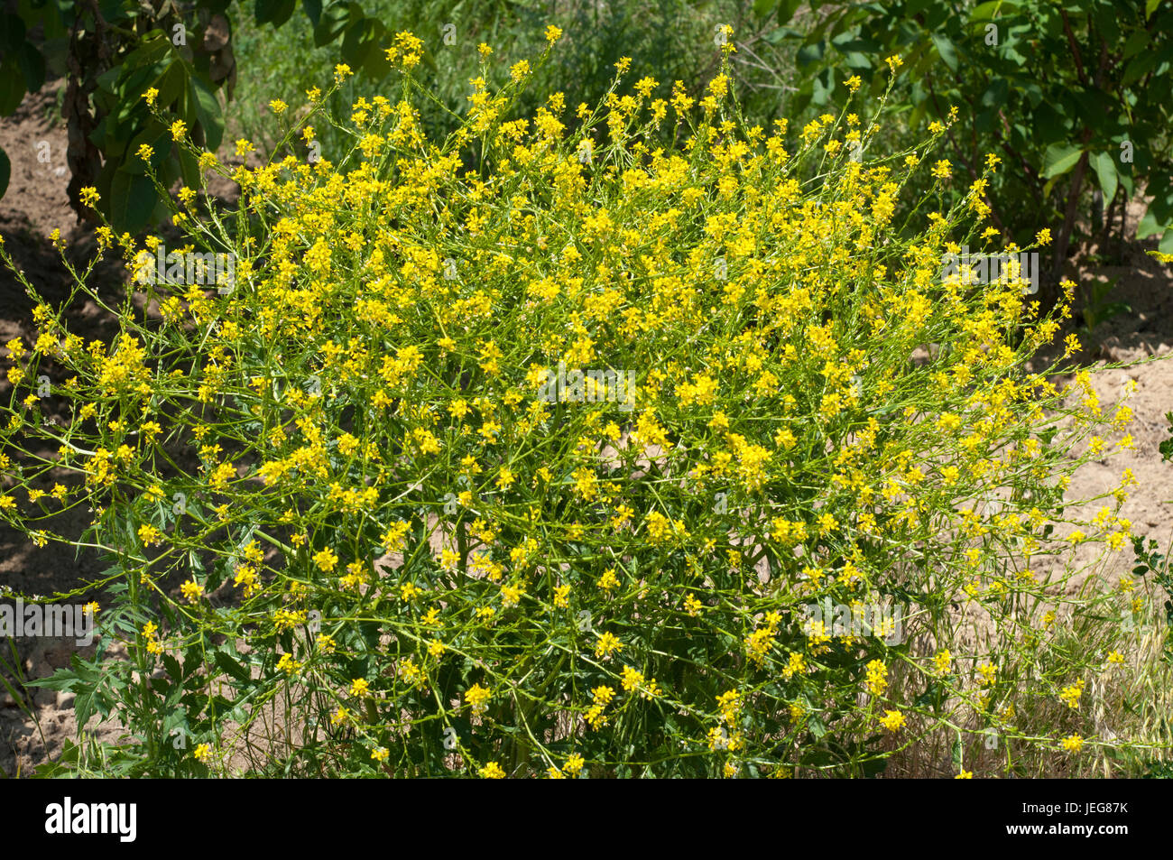 Bush der gelbe Wildblumen. Sommerblumen Stockfoto