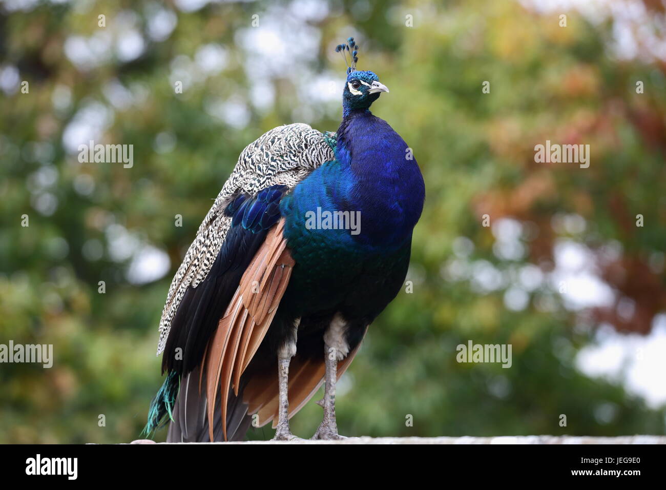 Eine schöne männliche Pfau zeigt sich in den Garten der Scone Palace, Schottland Stockfoto