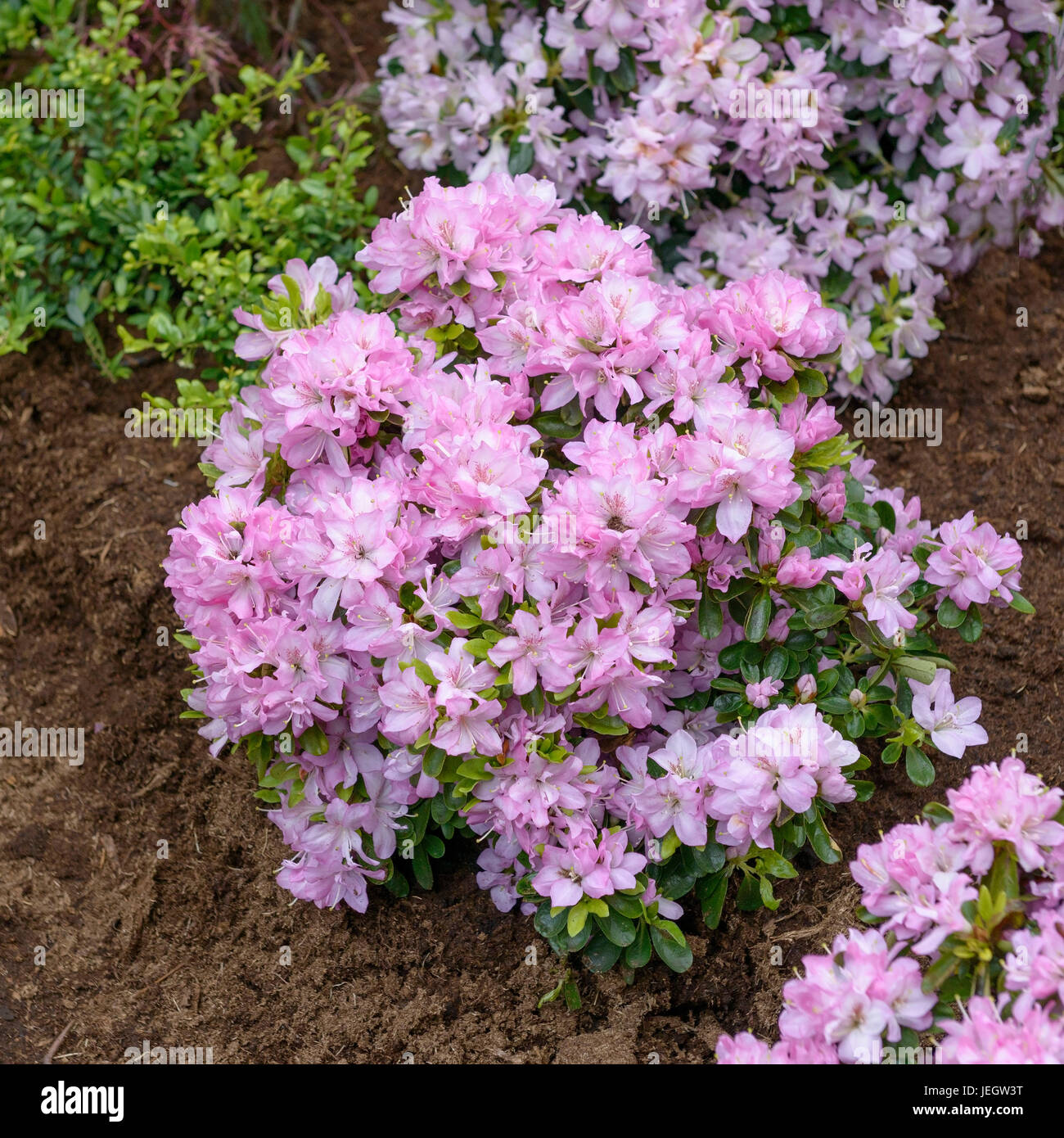 Japanische Azalee, Rhododendron Neglige, japanischen Azalee ...