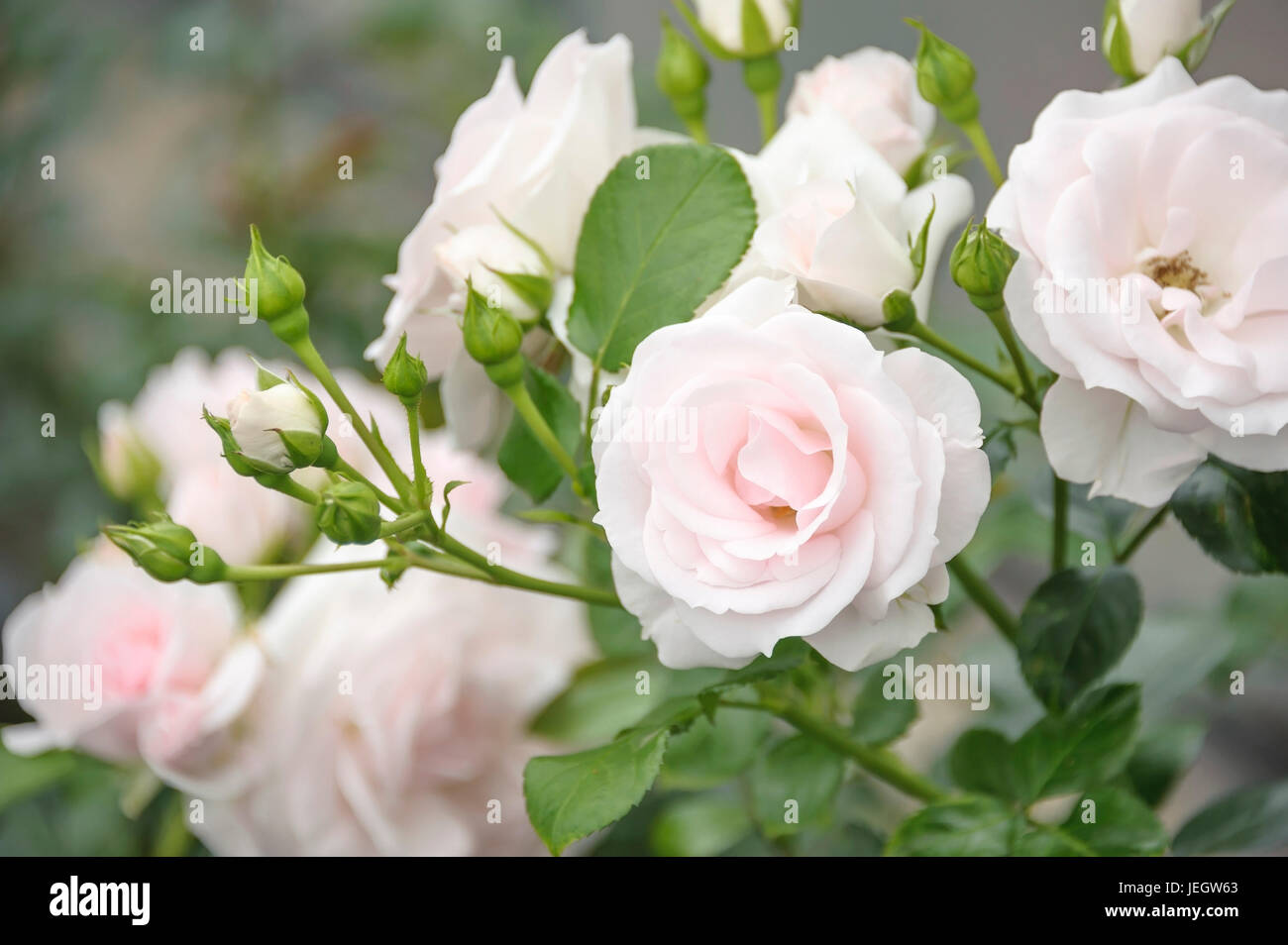 Boden Sie-Deck-Rose, rosa ASPIRIN ROSE, Bodendecker-Rose (Rosa ASPIRIN ROSE) Stockfoto