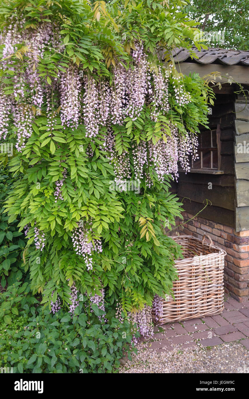 Blauregen Wisteria floribunda Tricolour – Blau, Rosa & Weiß – 3 Pflanzen – 11 cm x H40 cm – Duftend & Kletterpflanze – Für Pergolen, Zäune & Wände main image 1