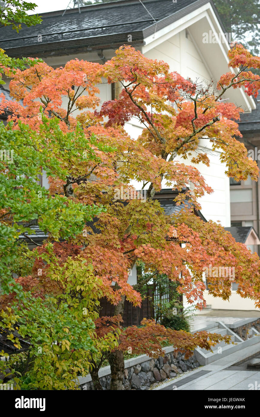 Japanische professionelle Ahorn, Acer Palmatum Japanischer Förderjahr-Ahorn (Acer Palmatum) Stockfoto