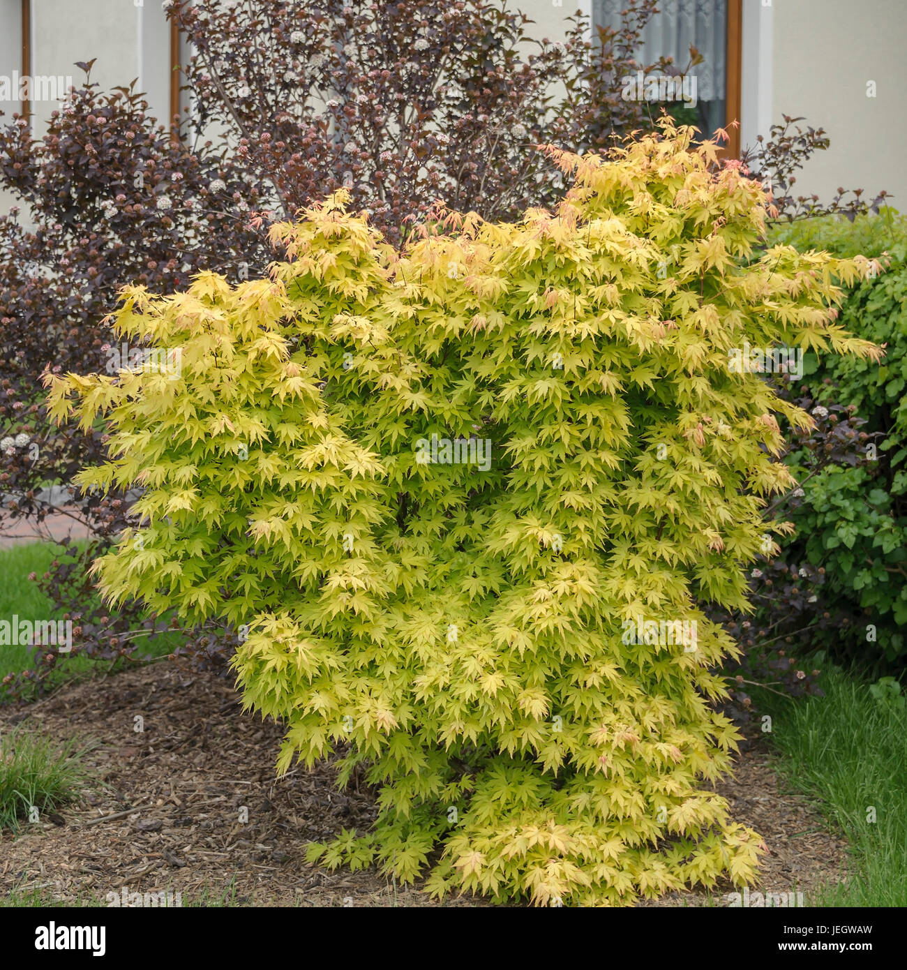 Professionelle japanische Ahorn, Acer Palmatum orange Dream, Japanischer Förderjahr-Ahorn (Acer Palmatum 'Orange Dream') Stockfoto