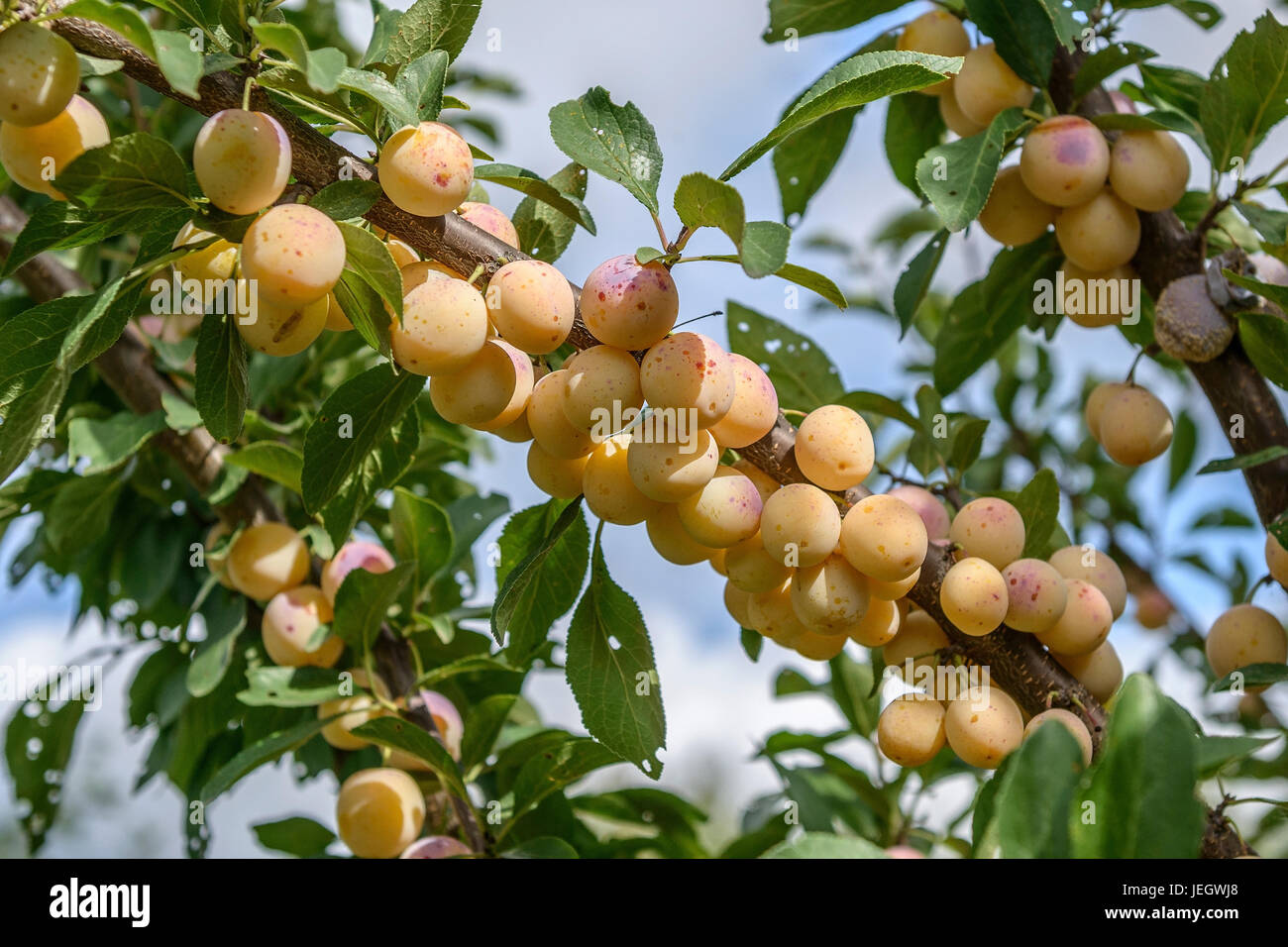 Mirabelle, Prunus Domestica MIRABELLE von NANCY Mirabelle (Prunus Domestica MIRABELLE VON NANCY) Stockfoto