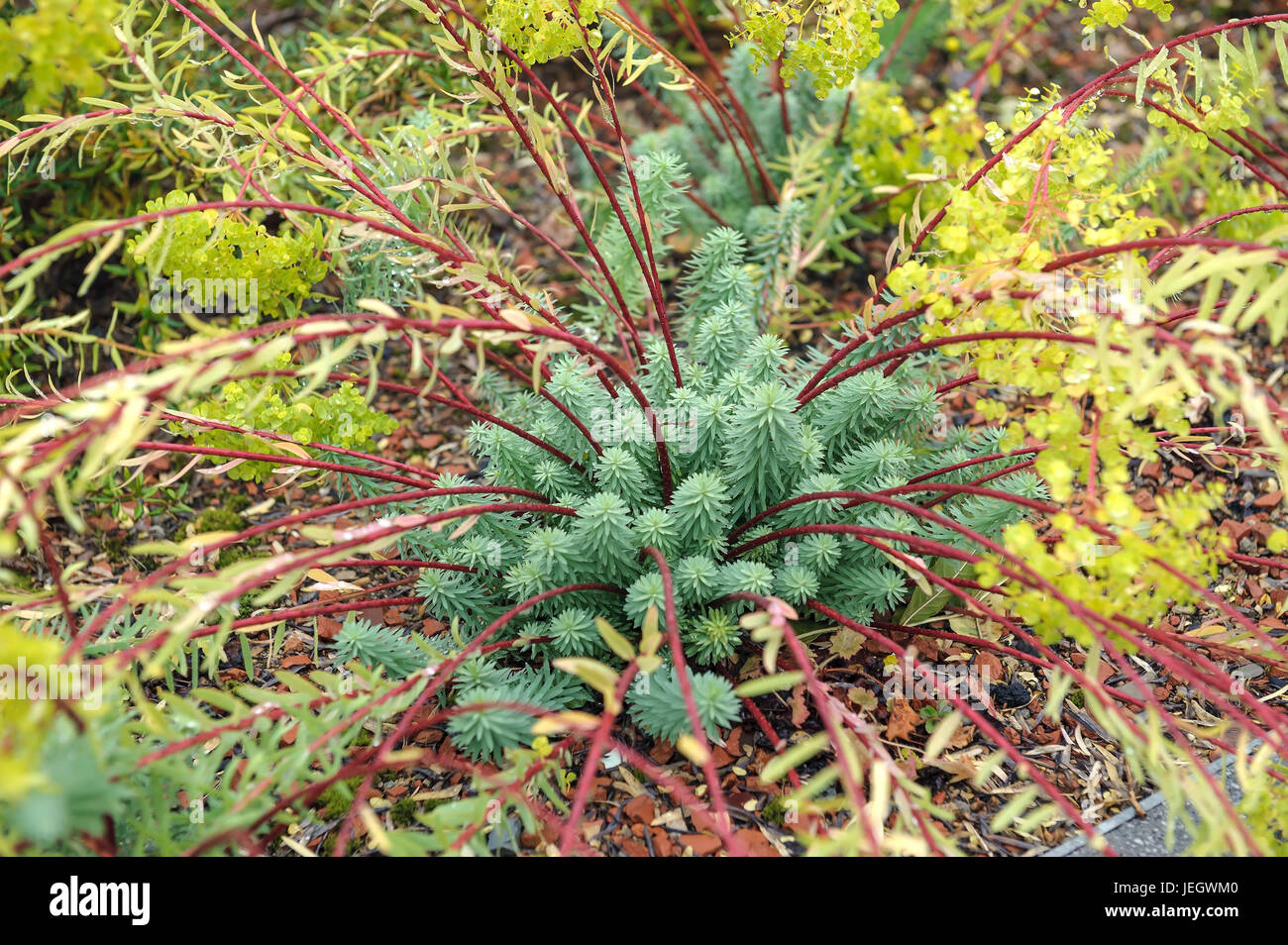 Walzen-Wolfsmilch, Euphorbia Myrsinites Walzen-Wolfsmilch (Euphorbia Myrsinites) Stockfoto