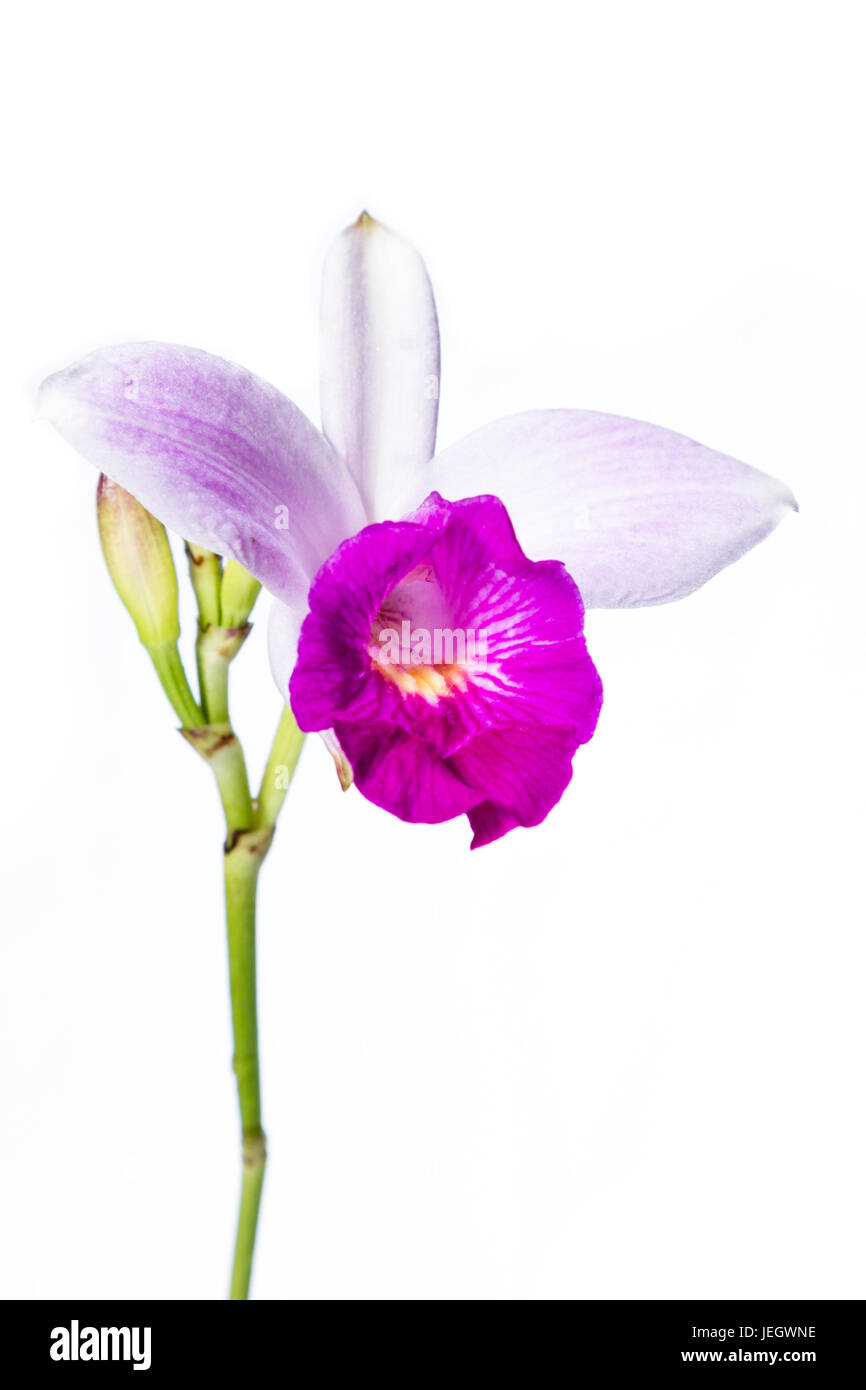 Nahaufnahme von einer schönen violetten Bambus Orchidee isoliert auf weißem Hintergrund Stockfoto