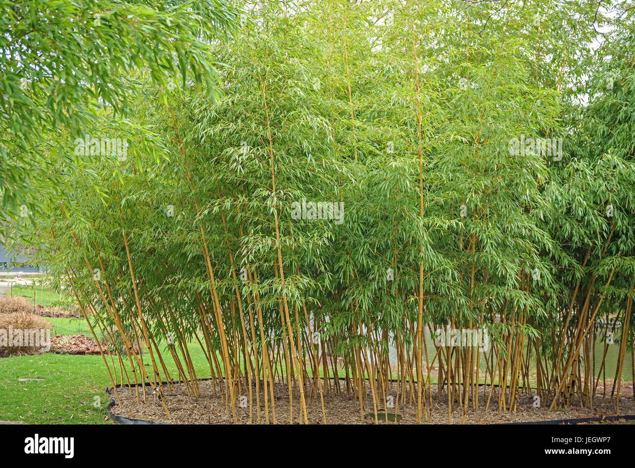 Vivax-Ebene Rohr Bambus, Phyllostachys Vivax Aureocaulis,  Vivax-Flachrohrbambus (Phyllostachys Vivax 'Aureocaulis' Stockfotografie -  Alamy