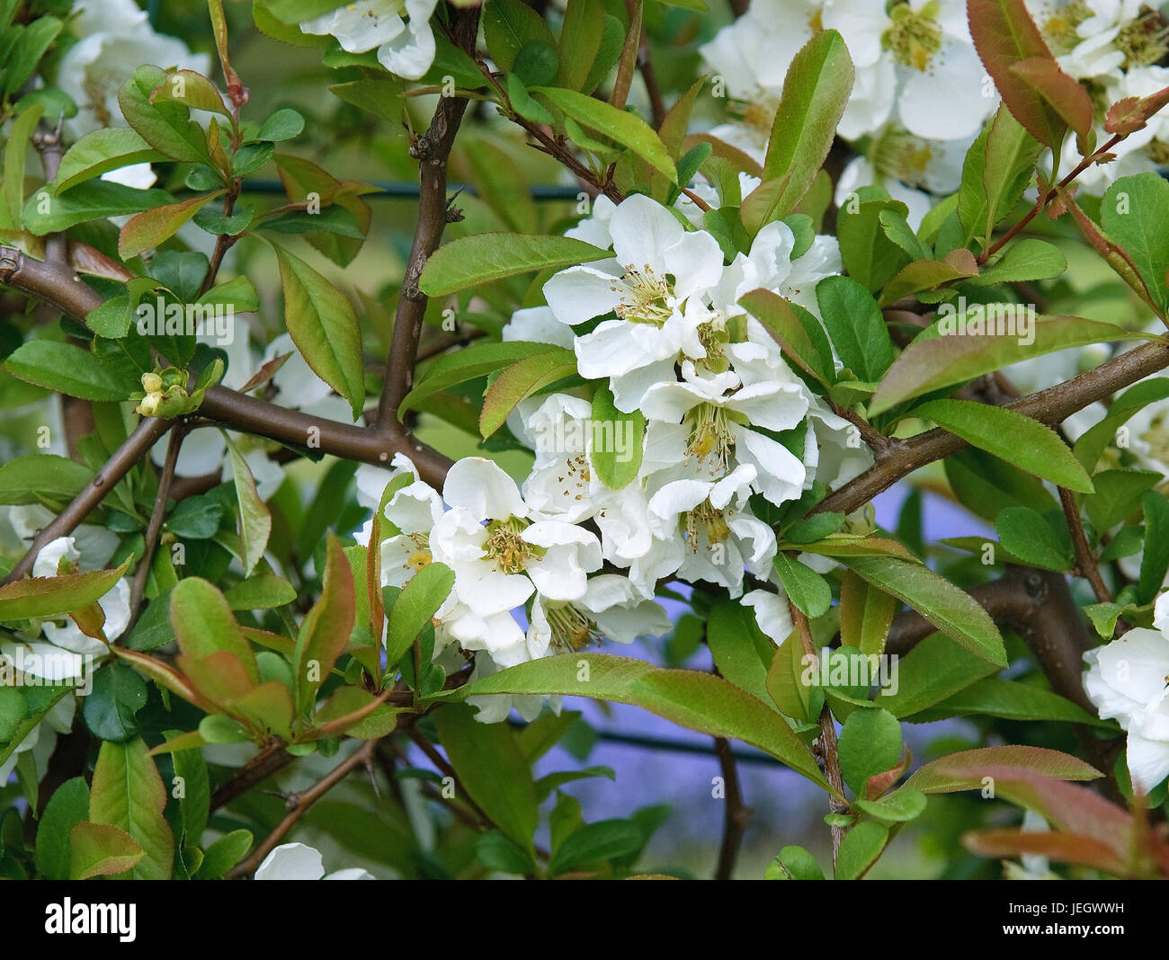 Ornamentale Quitte, Chaenomeles Speciosa Nivalis, Zierquitte (Chaenomeles Speciosa 'Nivalis') Stockfoto