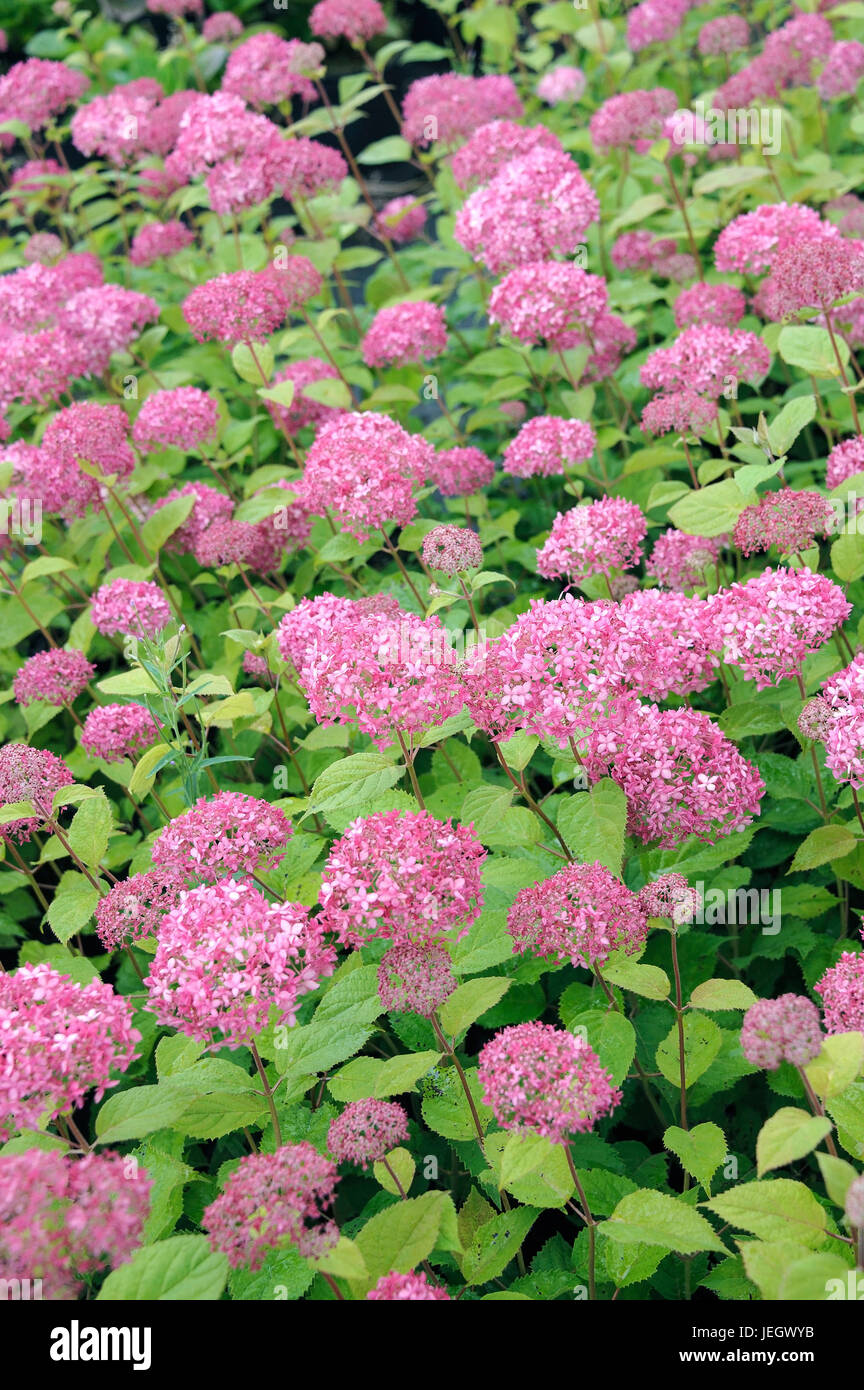 Rosa Schneeball Hortensie, Hydrangea Arborescens INVINCIBELLE, Rosa Schneeball-Hortensie (Hydrangea Arborescens INVINCIBELLE) Stockfoto