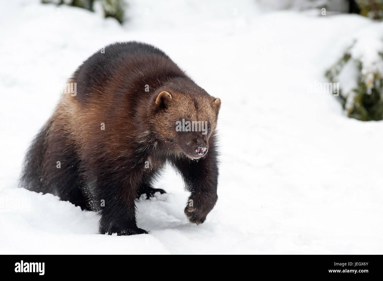 Wolverine in Winterlandschaft, Gulo Gulo,, Vielfrass im Erinnerungsbild Stockfoto