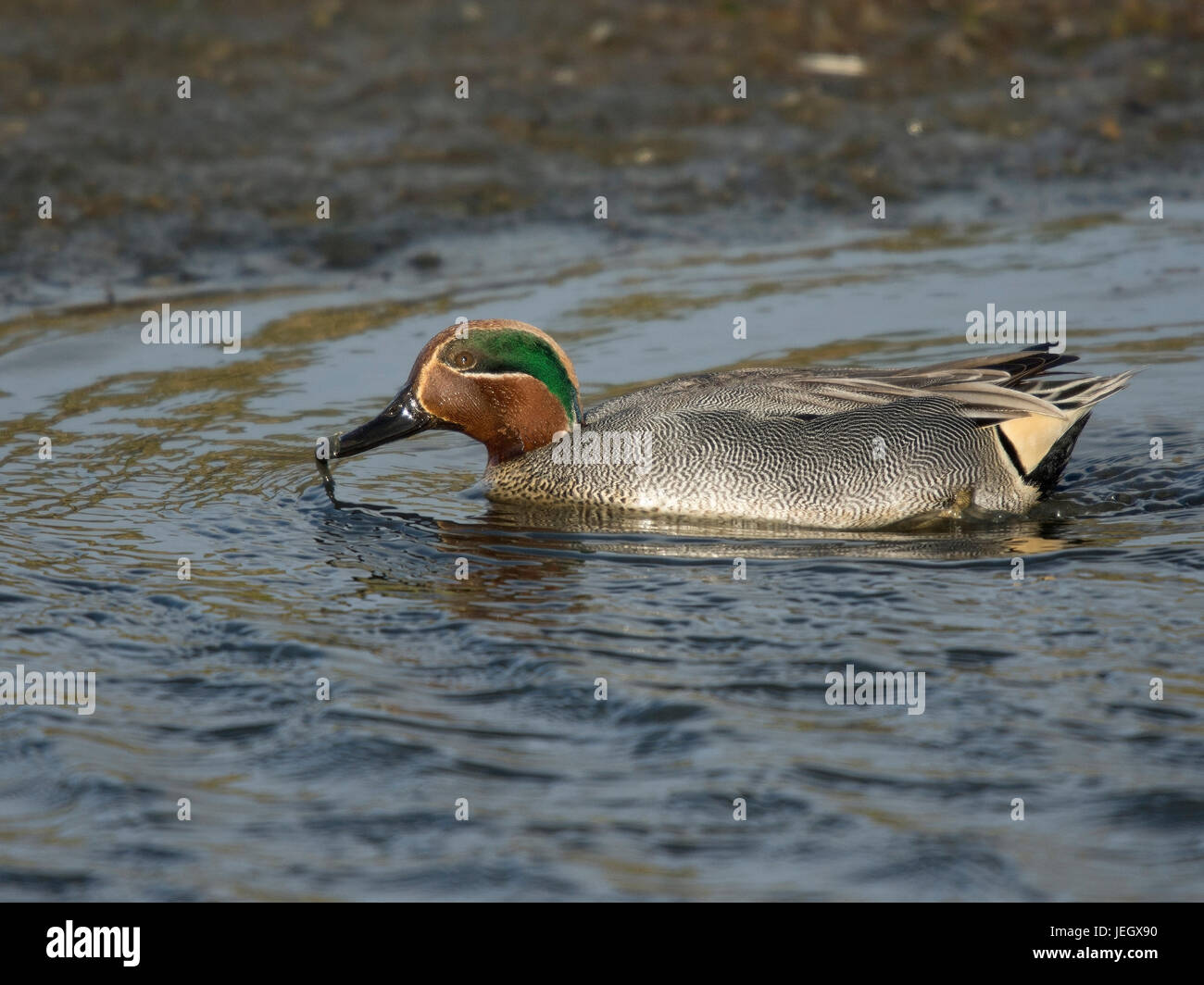 Krickente, Anas Vogelarten, Krickente (Anas Vogelarten) Stockfoto