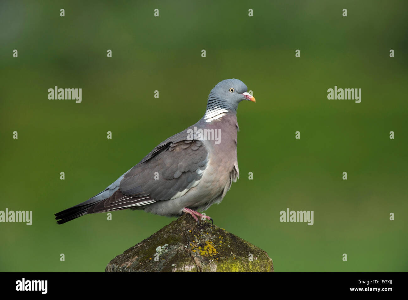 Ringel Taube, Columba Palumbus Ringeltaube (Columba Palumbus) Stockfoto