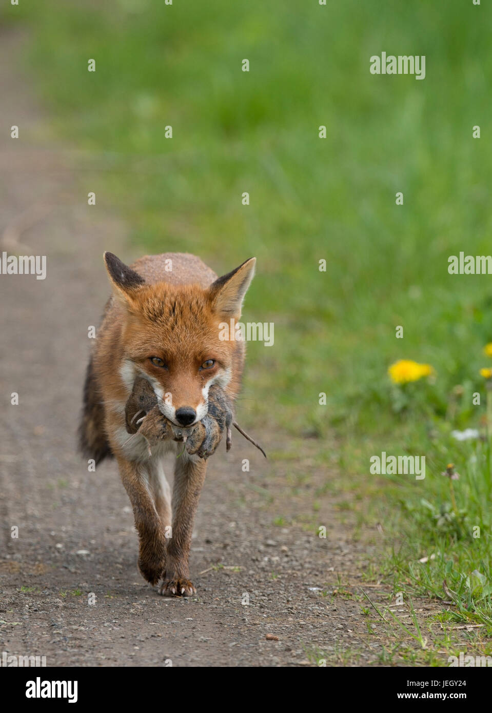 Red Foxterrier, Vulpes Vulpes, Rotfuchs (Vulpes vulpes Stockfoto