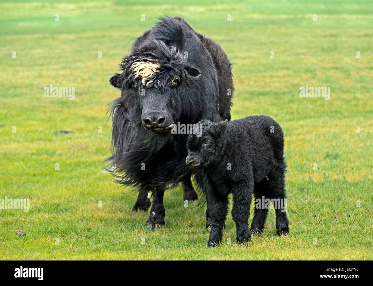 Black Yak-Kuh mit Kalb, Orchon-Tal, Khangai Nuruu National Park, Oevoerkhangai Aimag, Mongolei Stockfoto