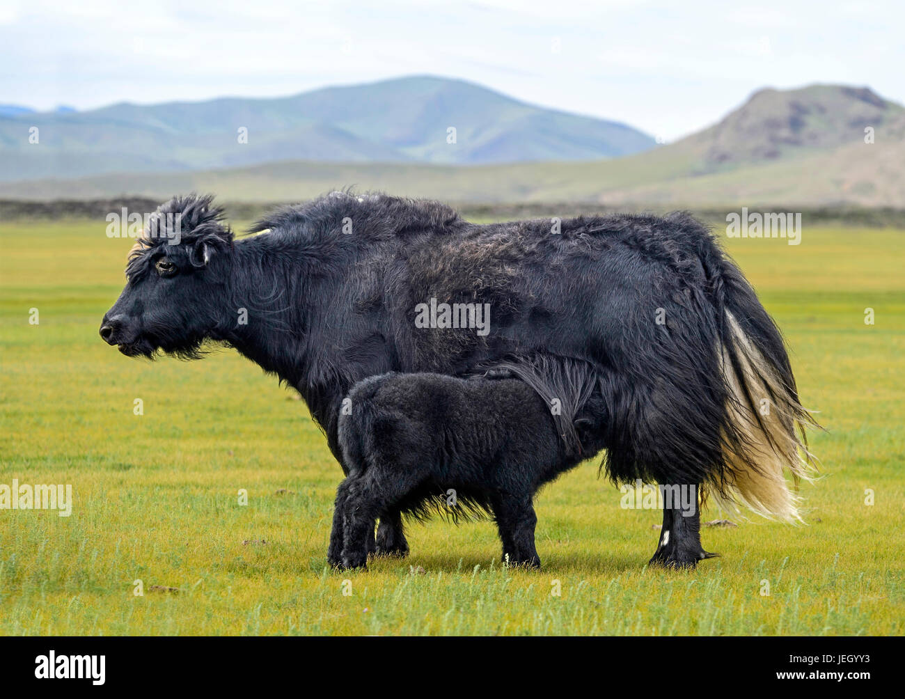 Black Yak-Kuh mit Kalb, Orchon-Tal, Khangai Nuruu National Park, Oevoerkhangai Aimag, Mongolei Stockfoto