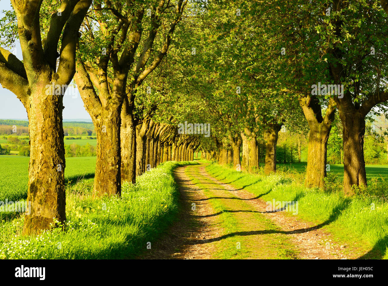 Gasse im Abendlicht, schwedische Mehlbeere (Sorbus Intermedia), Feldweg, Eichsfeld, Thüringen, Deutschland Stockfoto