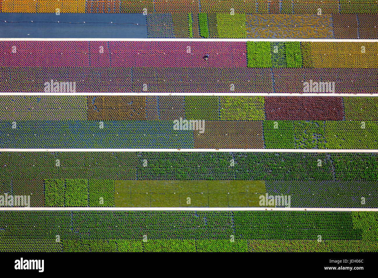 Bunte Topfpflanzen in Reihen, Baumschule, Gartencenter, Nordkirchen, Münsterland, Nordrhein-Westfalen, Deutschland Stockfoto