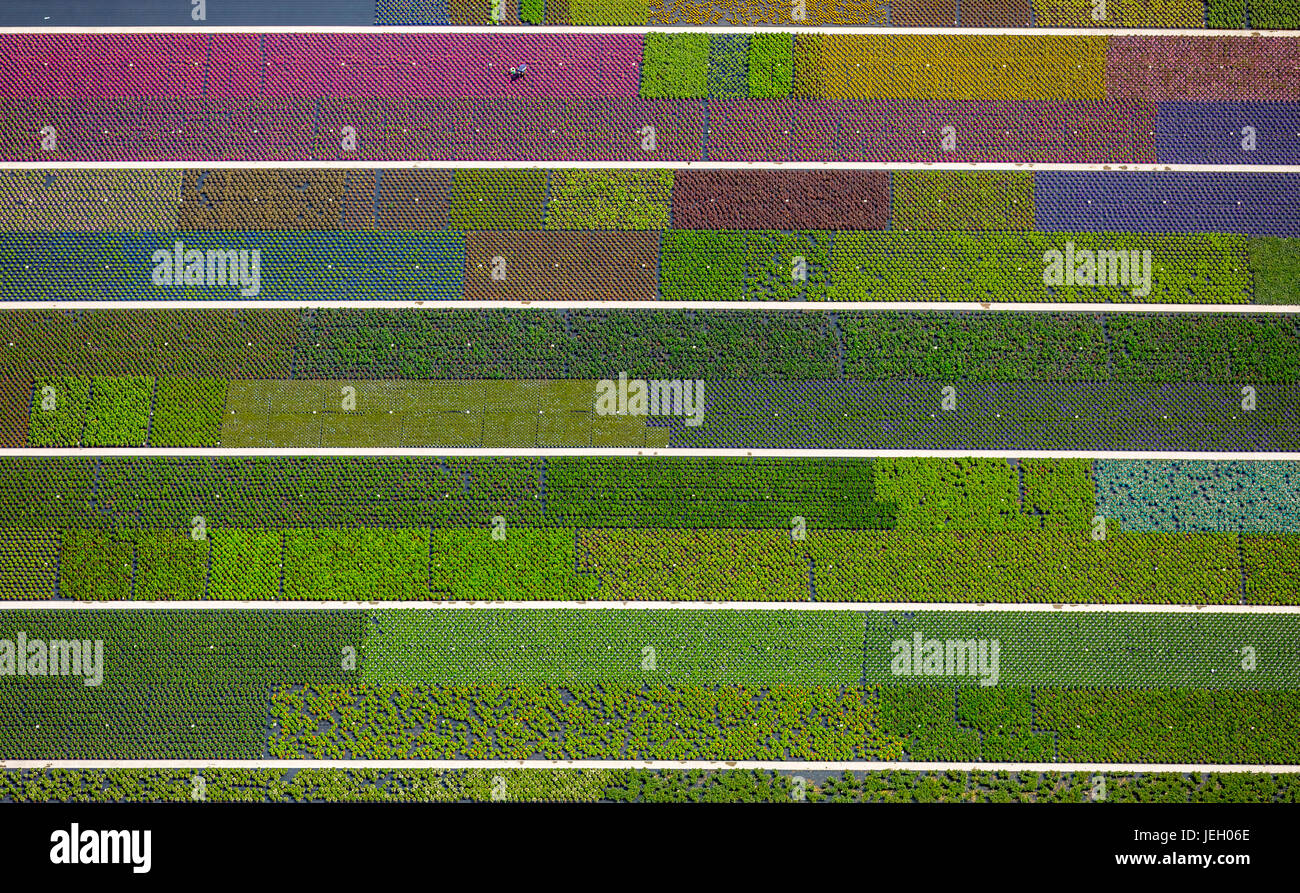 Bunte Topfpflanzen in Reihen, Baumschule, Gartencenter, Nordkirchen, Münsterland, Nordrhein-Westfalen, Deutschland Stockfoto