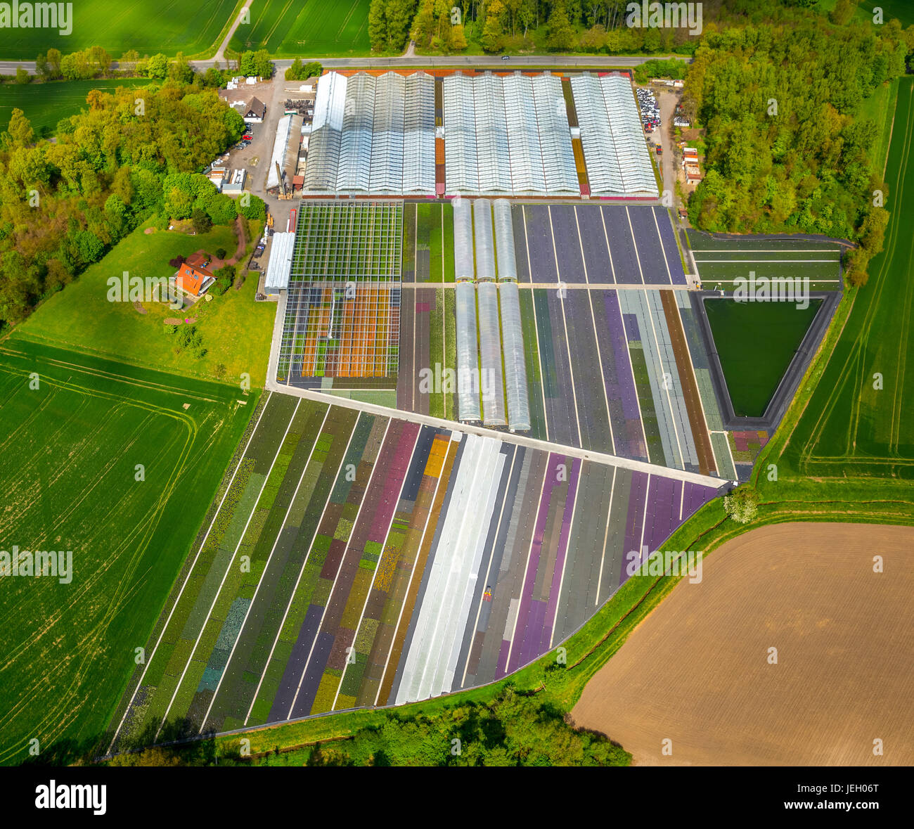 Bunte Topfpflanzen in Reihen, Baumschule, Gartencenter, Nordkirchen, Münsterland, Nordrhein-Westfalen, Deutschland Stockfoto