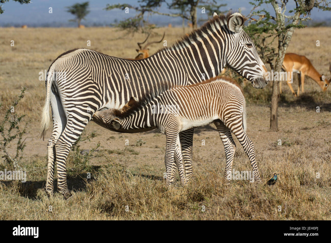 Eine weibliche Grevy-Zebra (Equus Grevyi) Pflege ihres Fohlens. OL Pejeta Conservancy, Kenia. Stockfoto