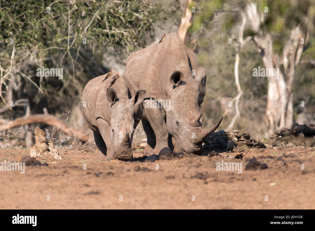 Mutter Rhino und Kalb nähern sich vorsichtig Wasserloch, Mkhuze Game Reserve, Südafrika Stockfoto