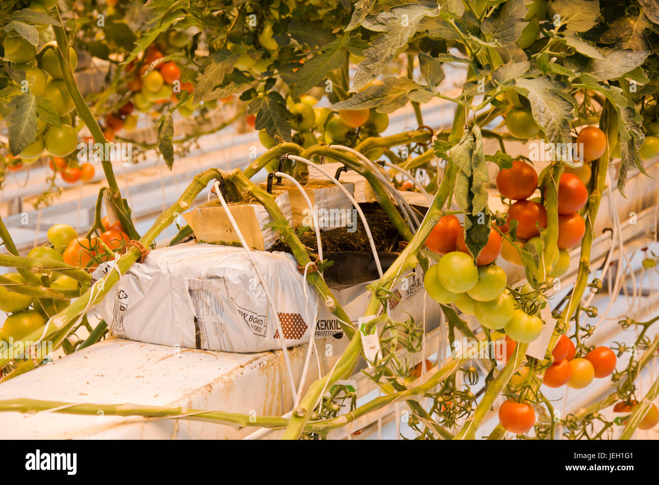 Tomaten wachsen in eine geothermische Gewächshaus bei Fridheimar Gewächshaus, Island. Stockfoto