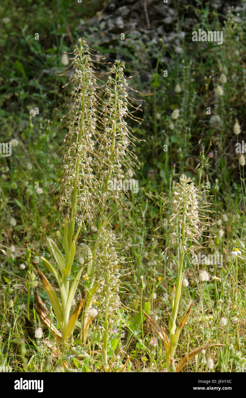 Lizard Orchid, Himantoglossum Hircinum, Blütenstand, wilde Orchidee, Andalusien, Spanien. Stockfoto