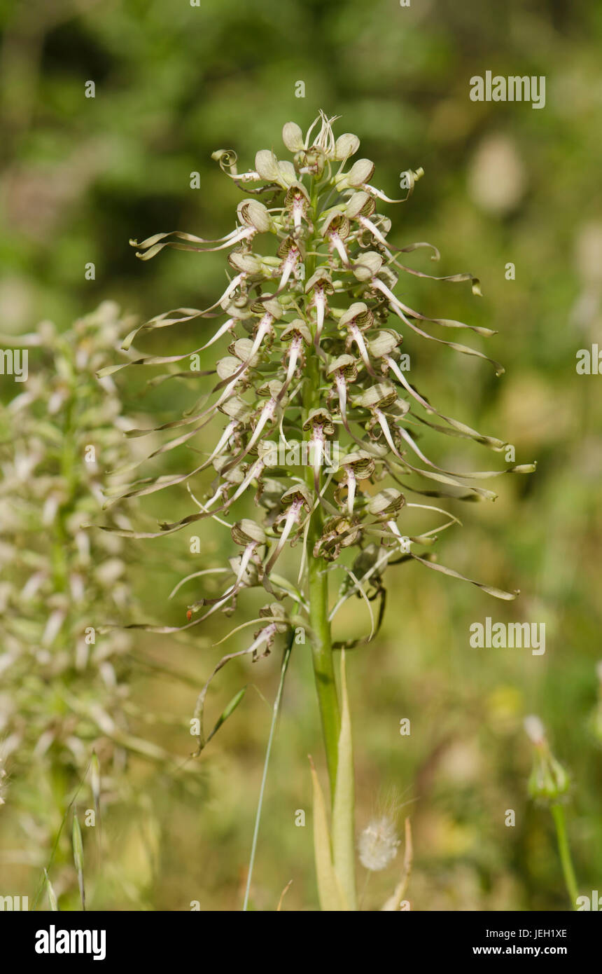 Lizard Orchid, Himantoglossum Hircinum, Blütenstand, wilde Orchidee, Andalusien, Spanien. Stockfoto