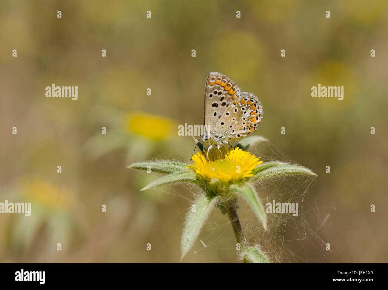 Adonis blau (Polyommatus bellargus), Butterfly, Spanien. Stockfoto