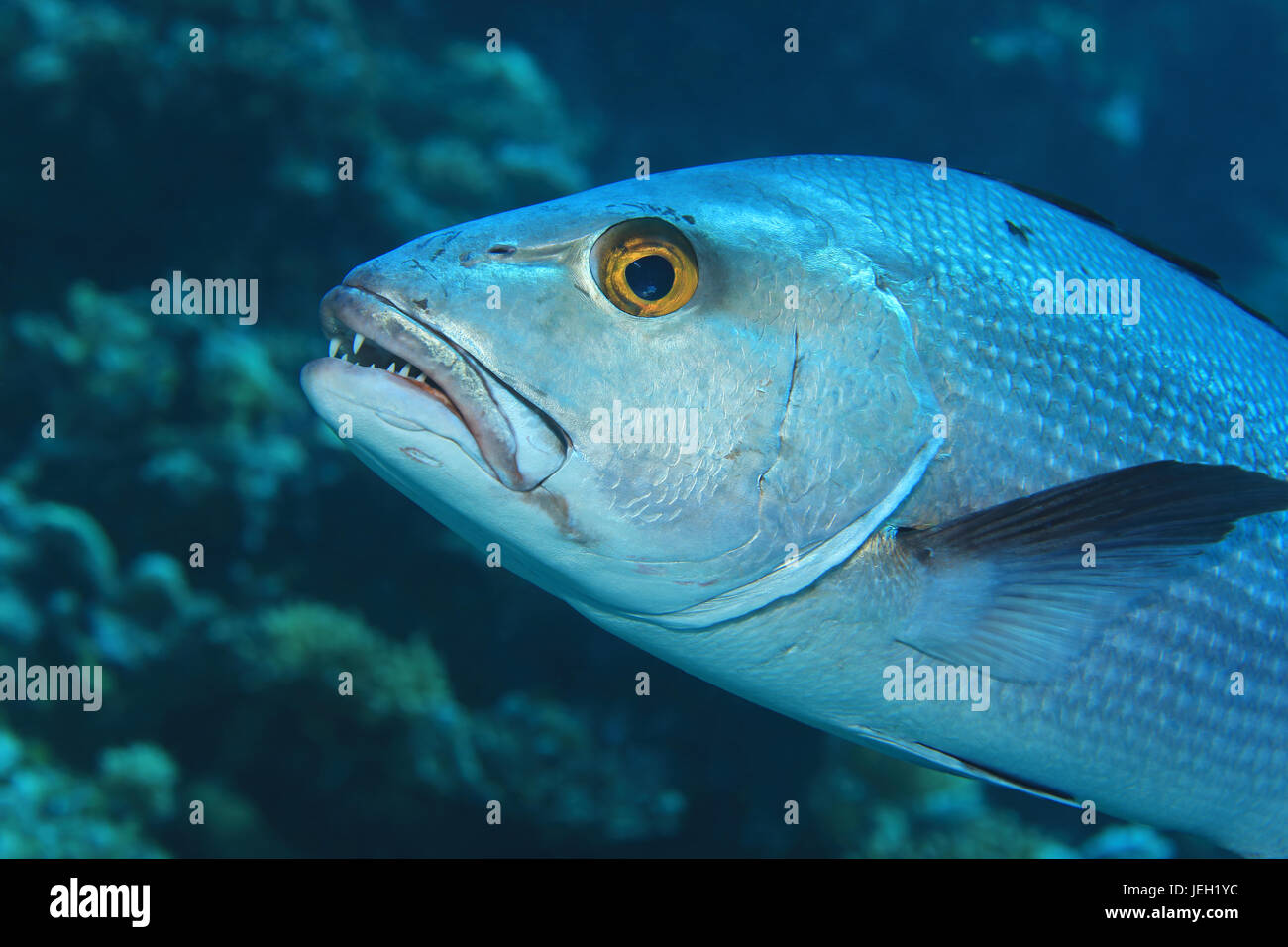 Zweipunkt-Red Snapper-Fisch (Lutjanus Bohar) Unterwasser im Indischen Ozean Stockfoto