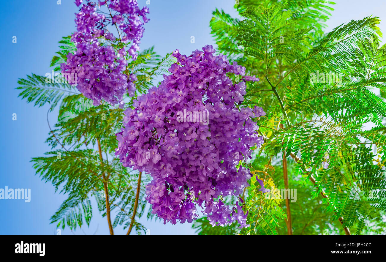 Handroanthus Impetiginosa lila blaue Farbe, Tabebuia Avellanedae oder Handroanthus Impetiginosus, Handroanthus Impetiginosus. Stockfoto