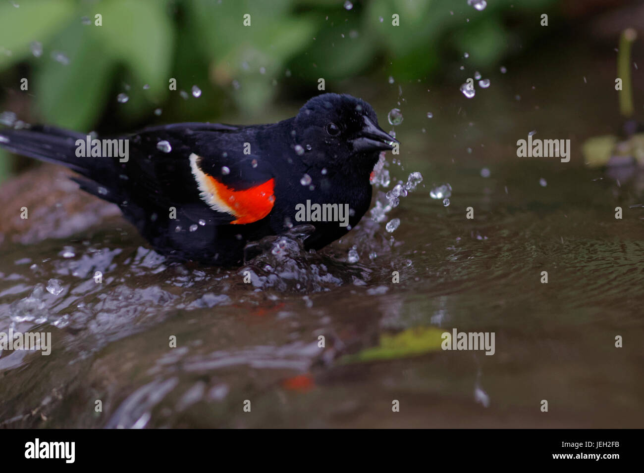 Red-winged blackbird Waschen im Fluss Stockfoto