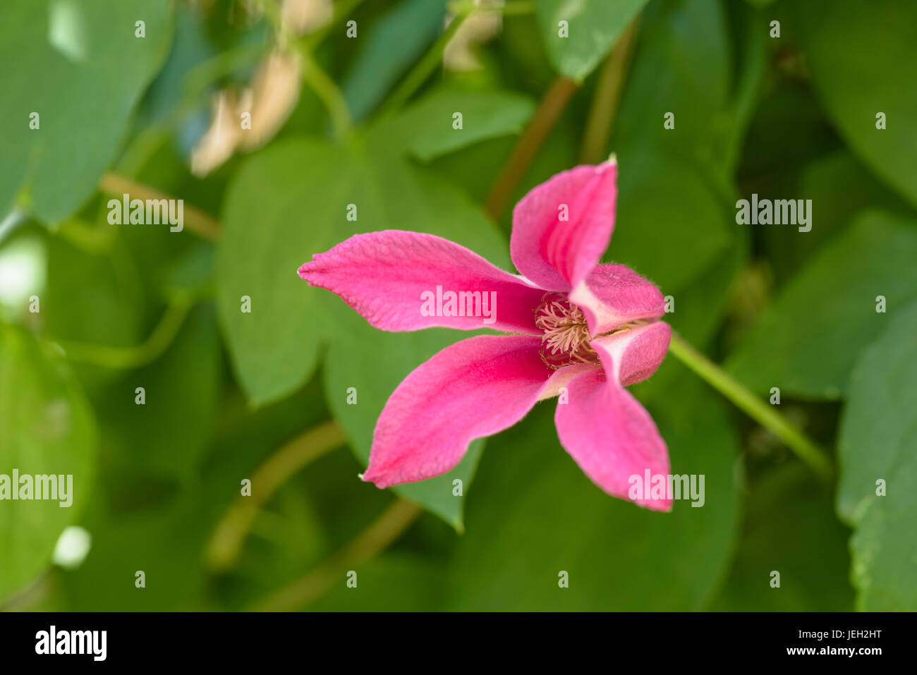 Clematis Texensis Princess Diana, Butterblume. Kletterpflanze. Stockfoto