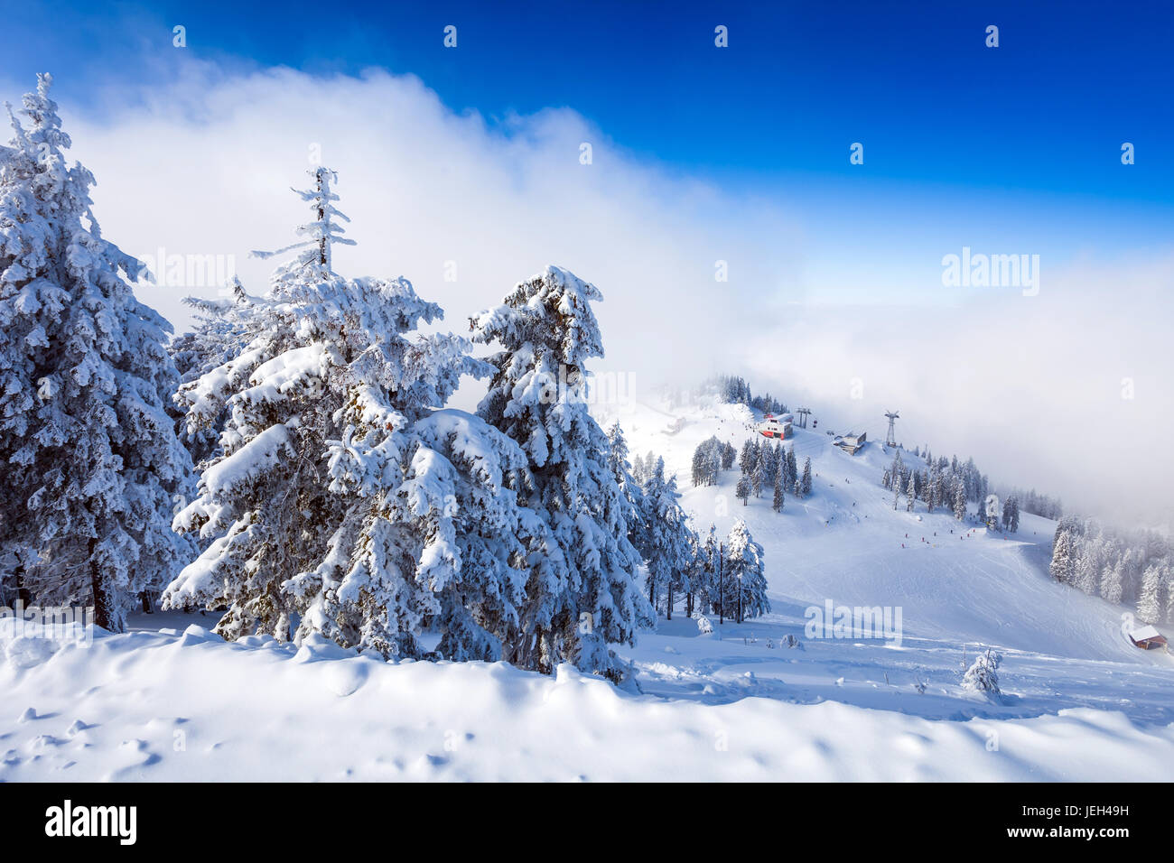 Kiefernwald und Skipisten auf Wintersaison in Poiana Brasov mit Schnee bedeckt Stockfoto