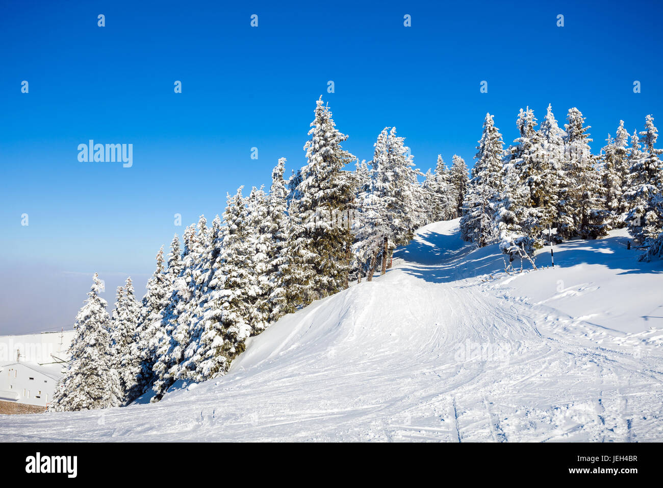 Kiefern im Schnee bedeckt auf Wintersaison in Poiana Brasov, Rumänien Stockfoto