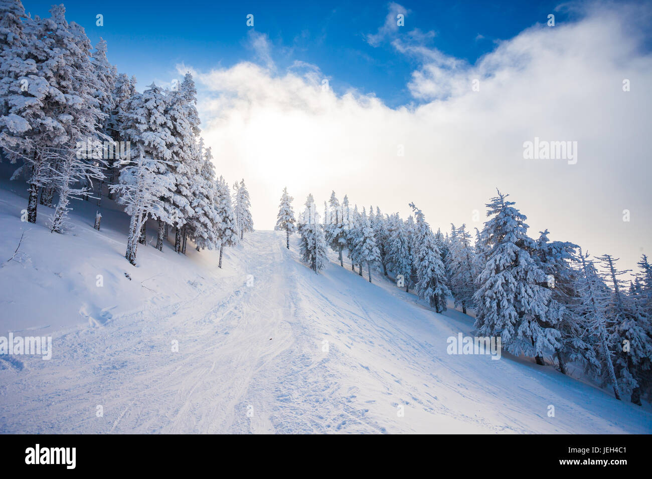 Ski-Waldweg mit Kiefern bedeckt im Schnee auf Wintersaison in Poiana Brasov, Rumänien Stockfoto