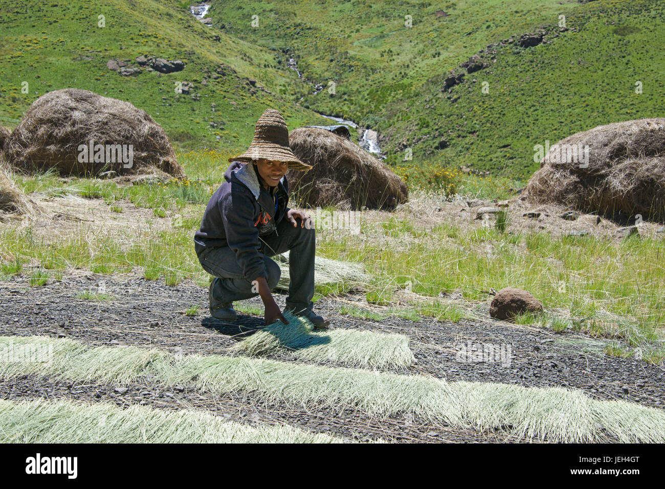 Mann trägt Basotho-Hut sammeln von getrockneten Pflanzen Maloti Mountains Leribe Bezirk Lesotho Südliches Afrika Stockfoto