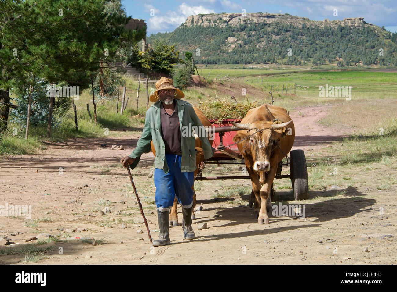 Landwirt mit traditionellen Hut mit Büffel und Warenkorb Leribe Bezirk Lesotho Südliches Afrika Stockfoto