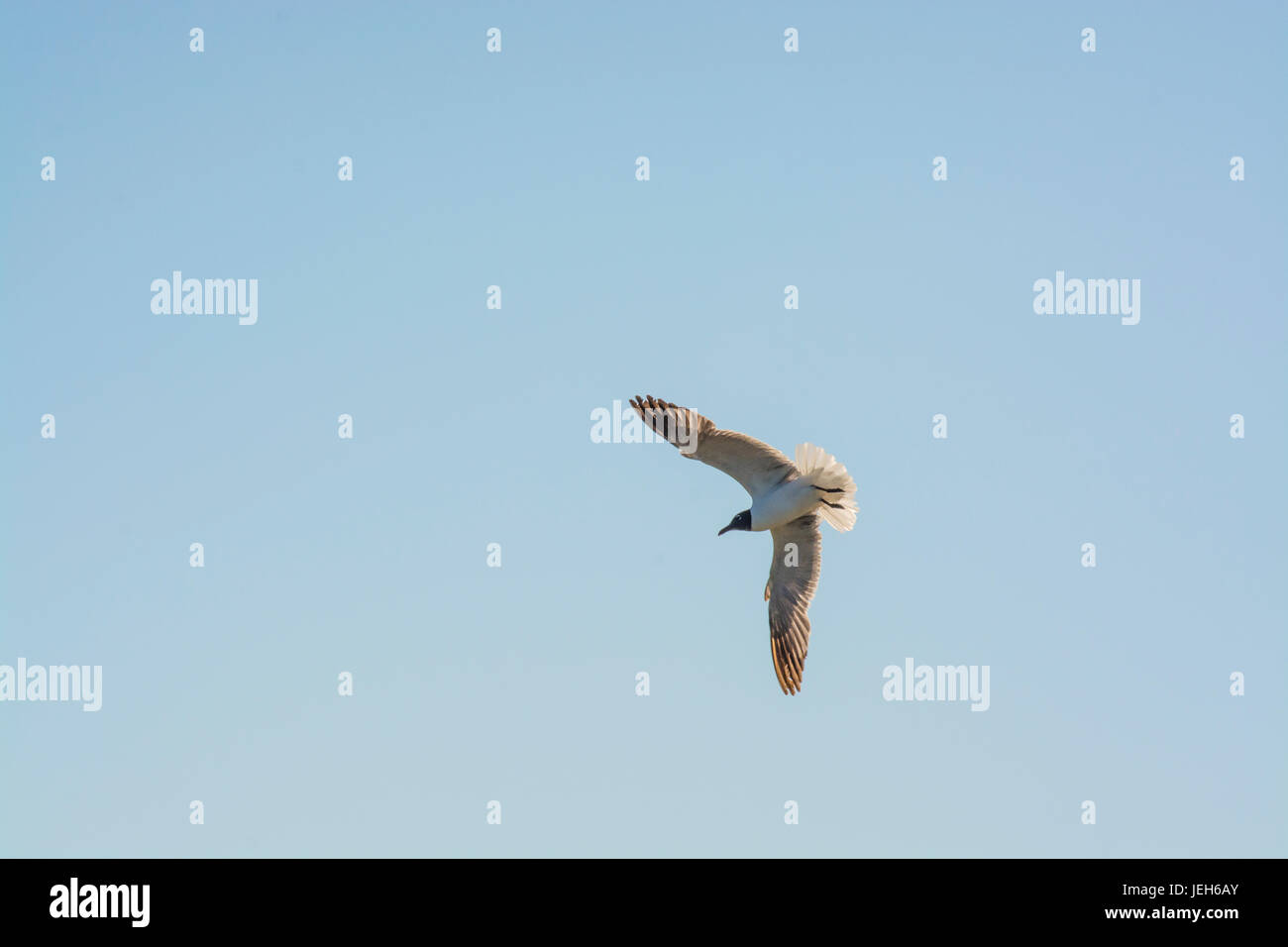 Lachen, Möwen kreisen über Kopf Stockfoto