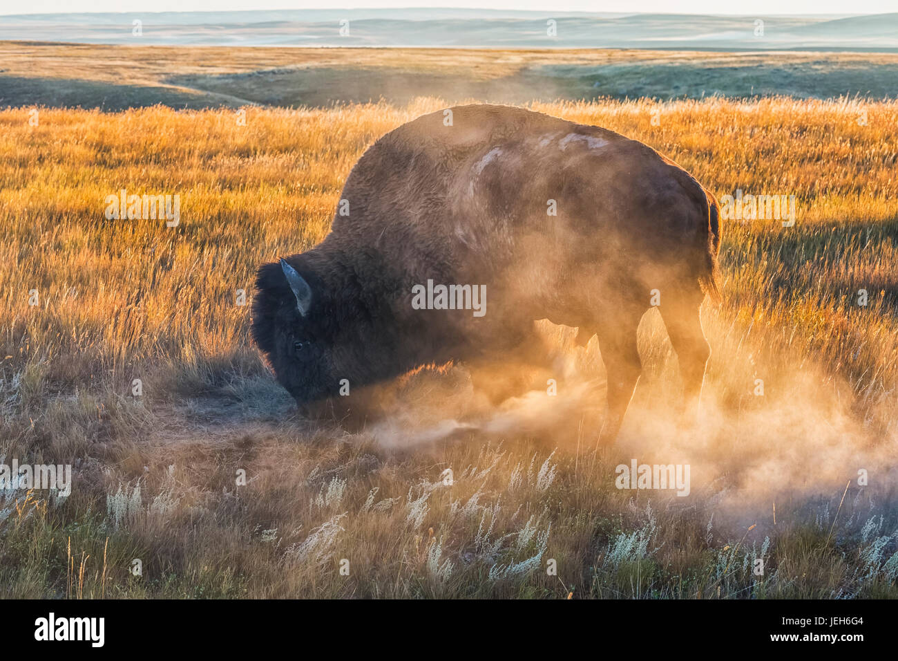 Bison (Bison Bison), Grasslands National Park; Saskatchewan, Kanada Stockfoto