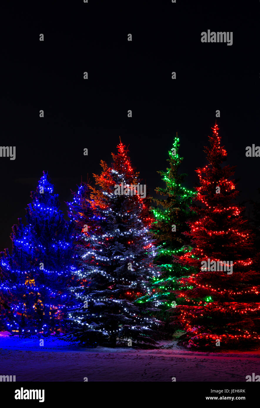 Bunte Weihnachtsbeleuchtung um mehrere immergrüne Bäume; Calgary, Alberta, Kanada Stockfoto