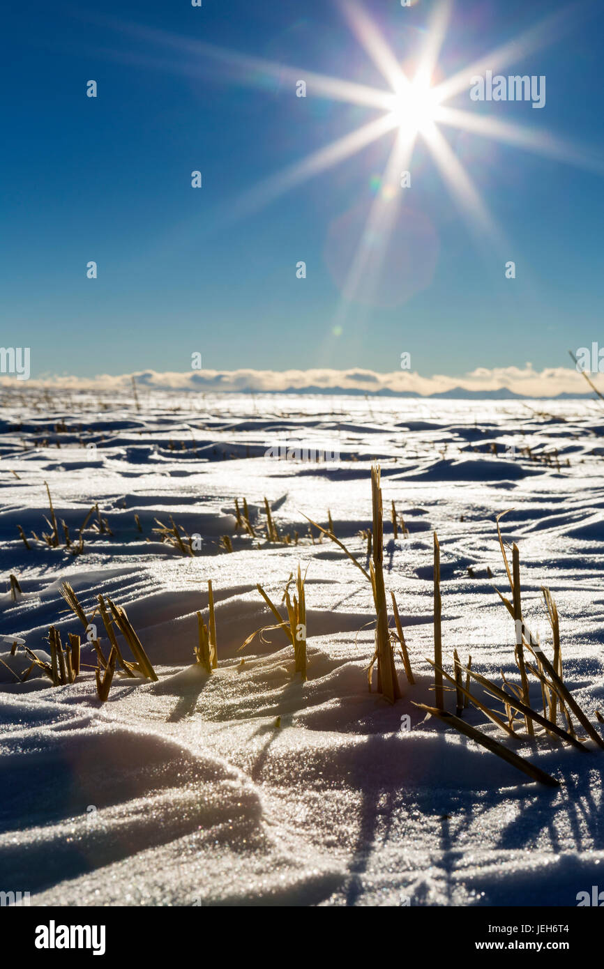 Nahaufnahme von Gerste Stoppeln im Schnee bedeckt Feld mit einem Platzen der Sonne und blauen Himmel im Hintergrund; Alberta, Kanada Stockfoto