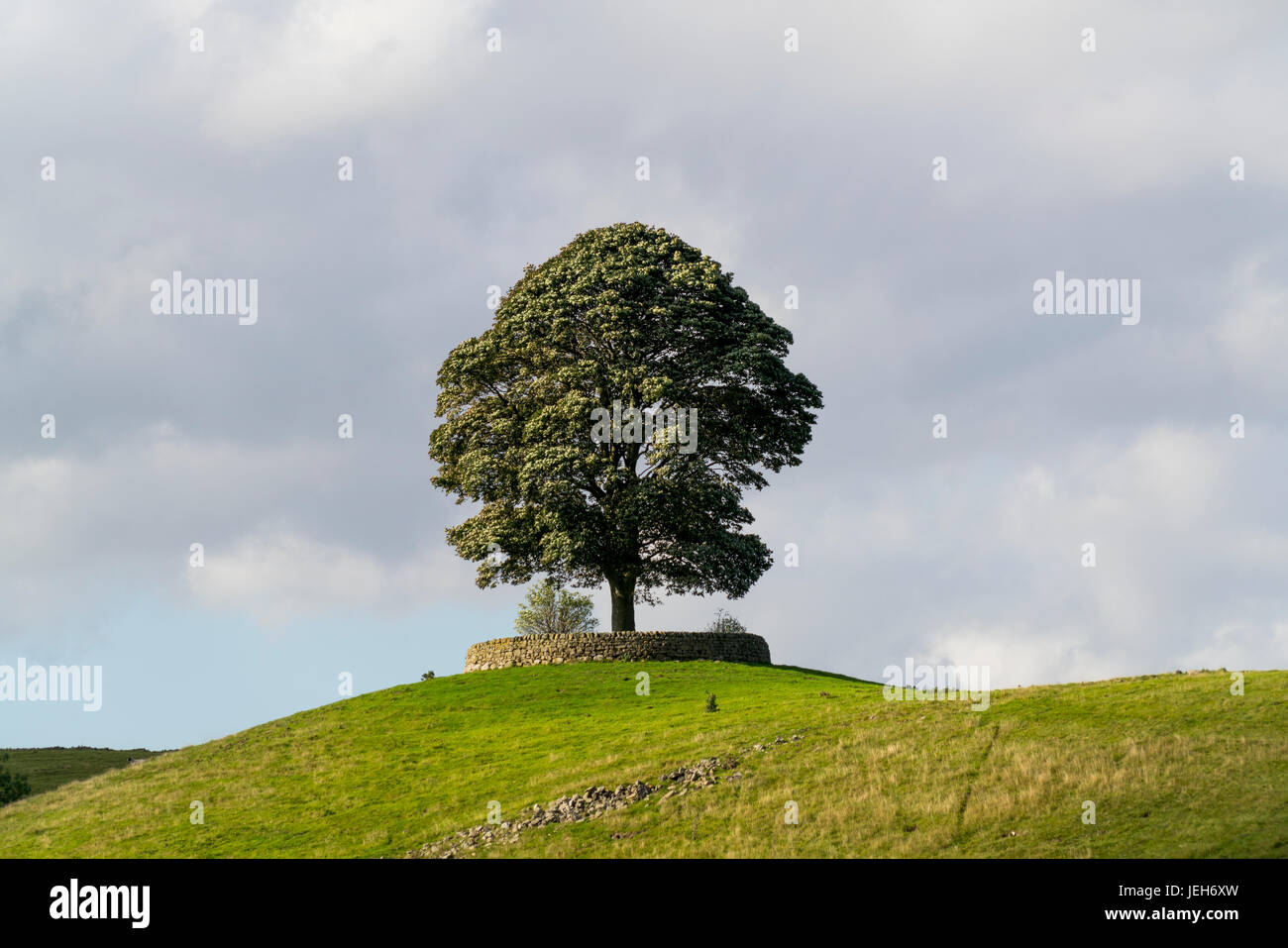 Ein großer Baum, umgeben von einer niedrigen Steinmauer liegt auf einem Hügel bei bewölktem Himmel; North Yorkshire, England Stockfoto