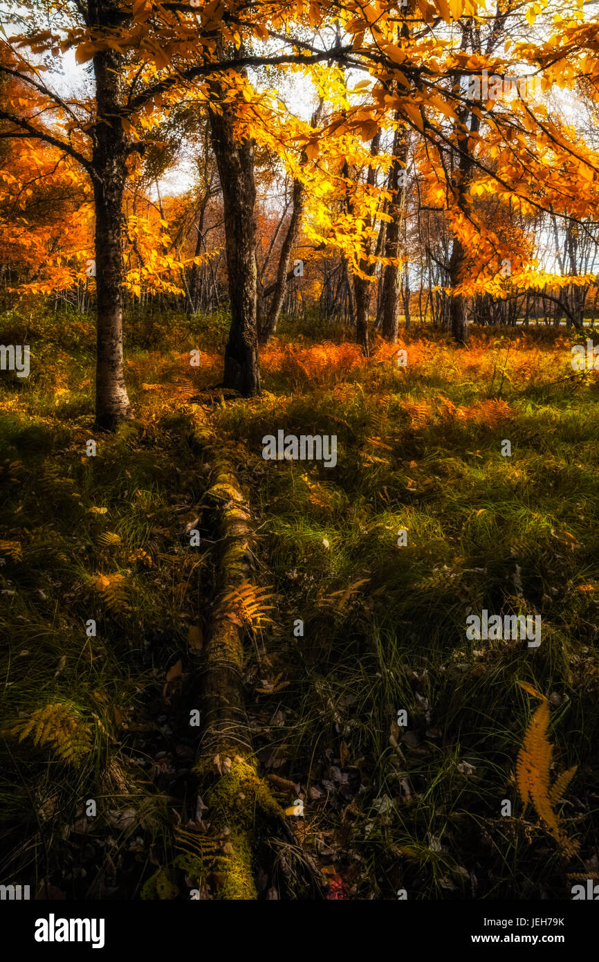 Ein Moos bedeckte Krankenschwester Protokoll ruht unter der Farne eine Herbst gefärbten Wald Wiese in der Nähe von den Auen des Flusses Mersey, Kejimkujik Nationalpark Stockfoto