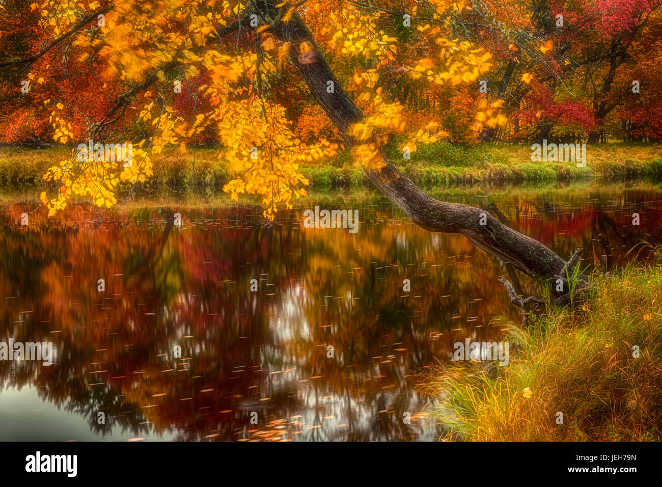 Wind warf Ahorn entlang des Flusses Mersey im Herbst, Kejimkujik Nationalpark; Nova Scotia, Kanada Stockfoto