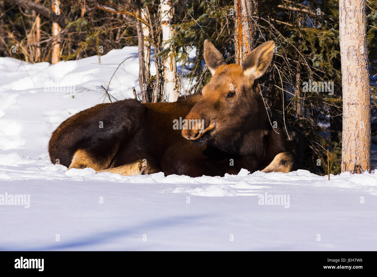 Ein Elch-Kalb (Alces Alces) Betten nach unten im Schnee hinter einer Residenz; Delta Junction, Alaska, Vereinigte Staaten von Amerika Stockfoto