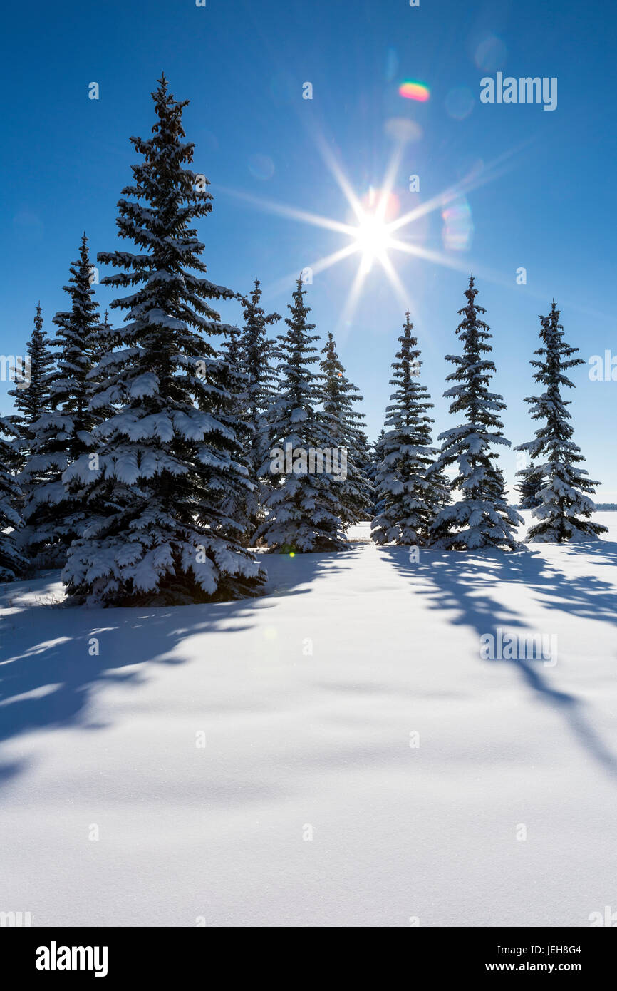 Schneebedeckte immergrüne Bäume auf einem schneebedeckten Hügel mit blauem Himmel und Sonne platzen; Calgary, Alberta, Kanada Stockfoto