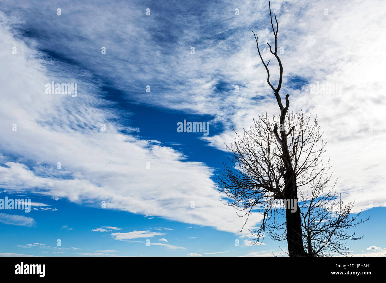 Silhouette des toten Baum gegen eine dramatische Wolkenformation mit blauem Himmel; Calgary, Alberta, Kanada Stockfoto
