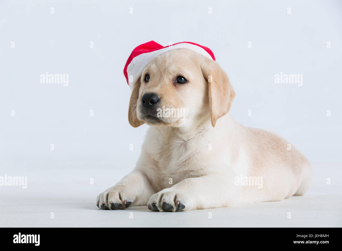 Ein Labrador-Welpe Festlegung auf einen weißen Hintergrund mit Santa Hut auf seinem Kopf; Anchorage, Alaska, Vereinigte Staaten von Amerika Stockfoto