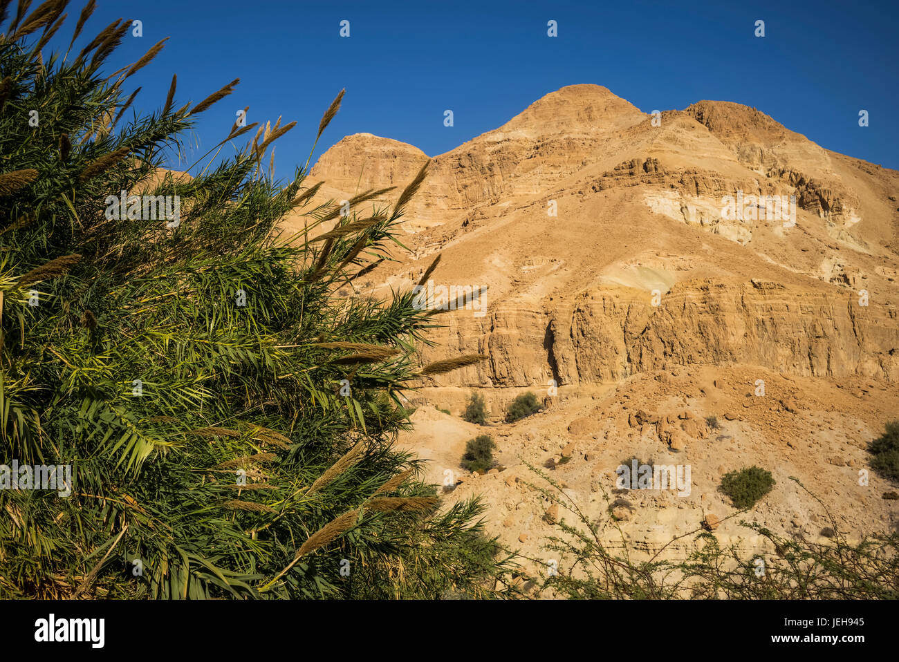 Kargen Landschaft der Wüste gegen einen blauen Himmel und ein Strauch im Vordergrund; South District, Israel Stockfoto